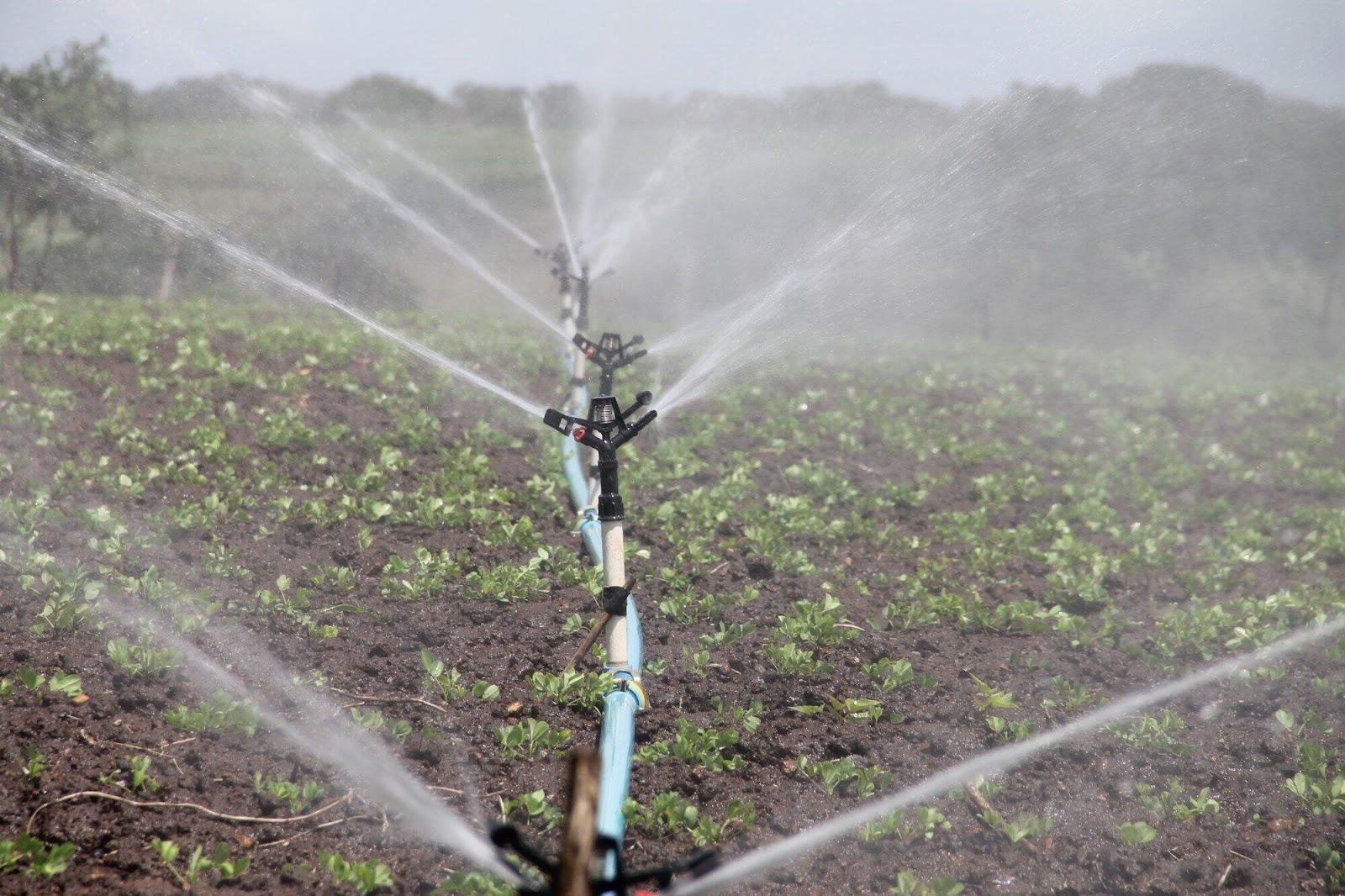 Factors to Consider When Hiring a Professional for Irrigation System Repair