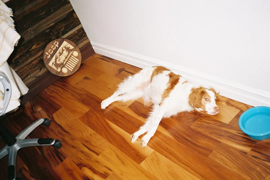 Pet Enrichment Zones Are Replacing the Afterthought Corner in Modern Homes