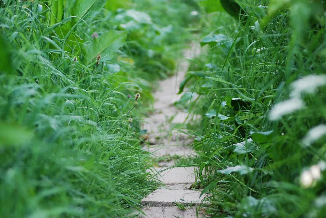 Edible Hardscaping: Why Designers Are Planting Food in Patios and Pathways