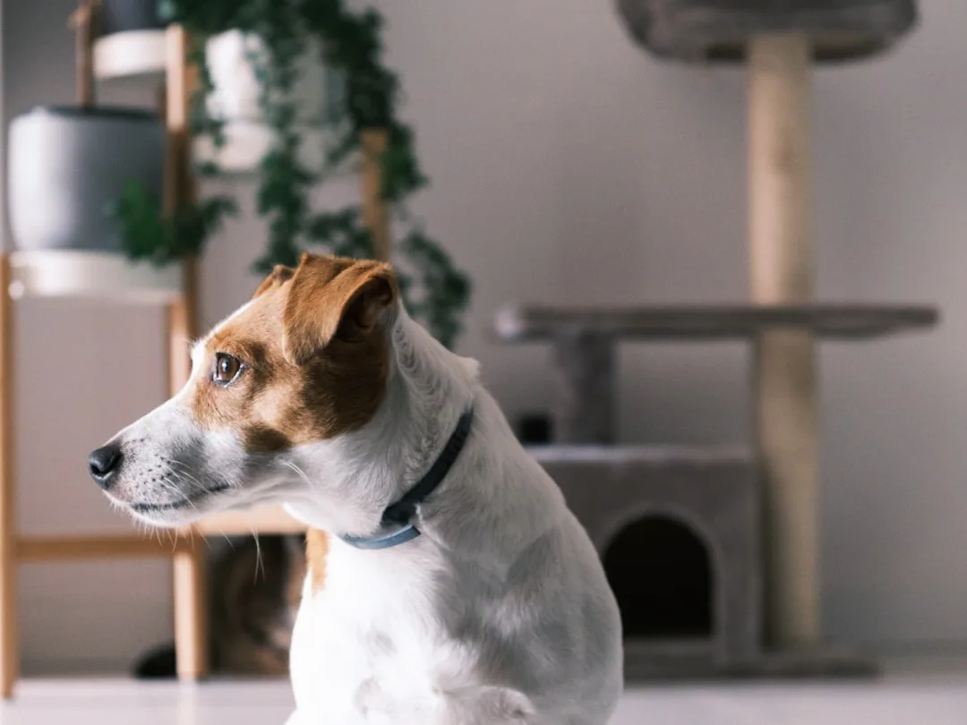 AI-powered dog collar activity monitor on minimalist interior