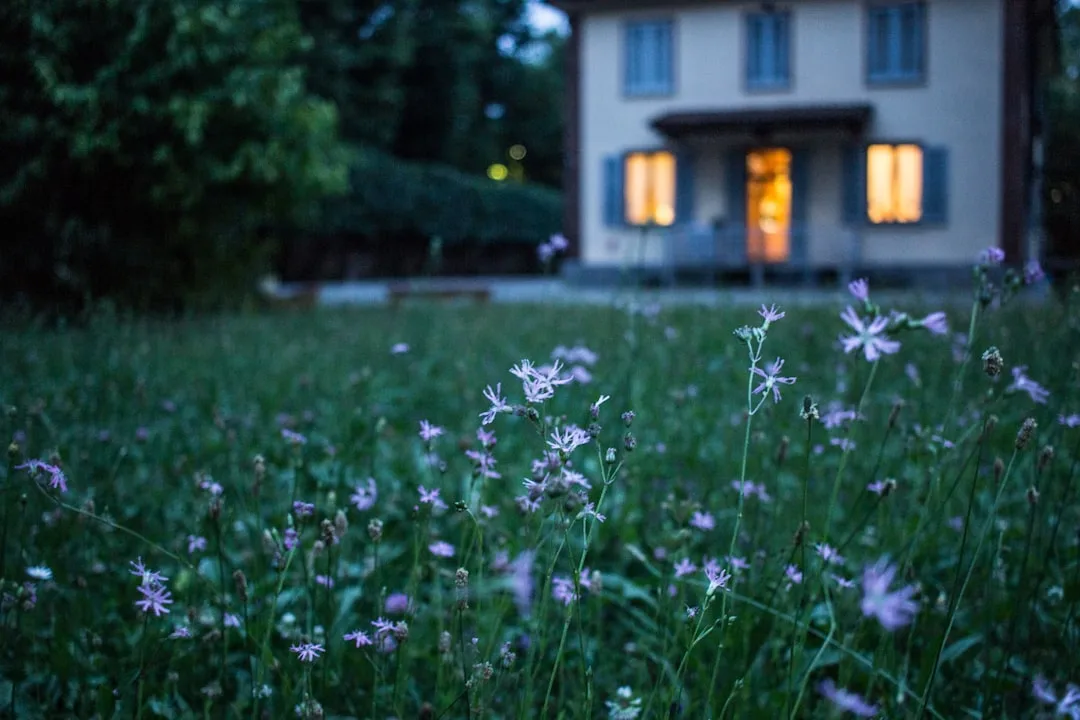 Native clover and wildflower mix growing in residential front lawn