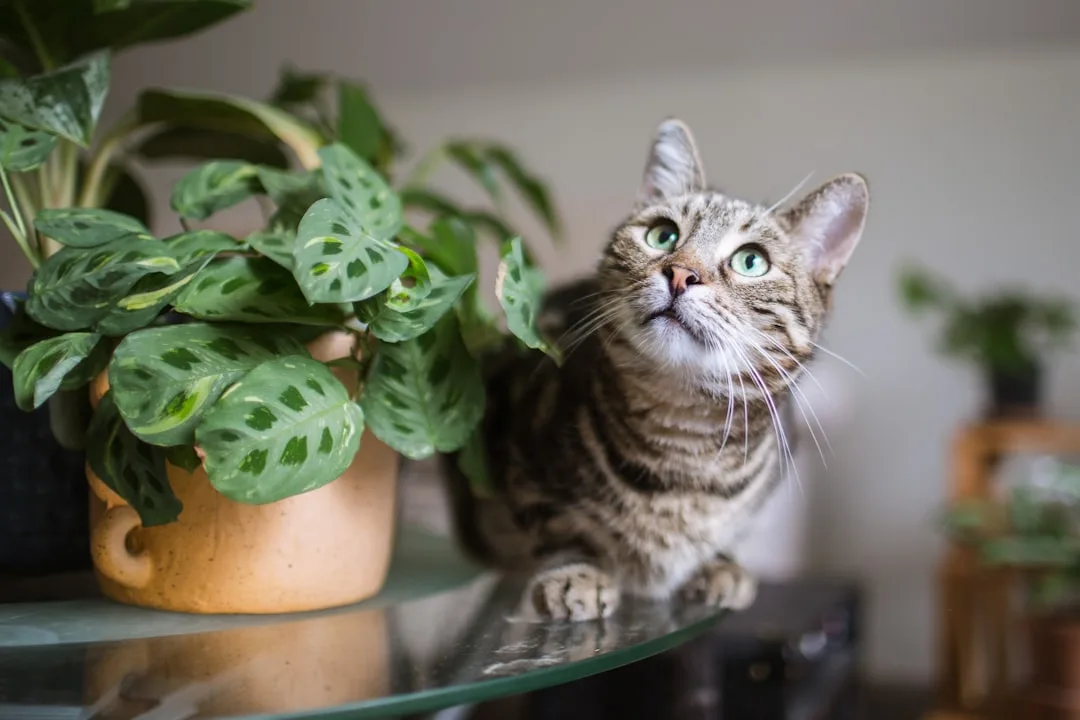 Vertical garden with built-in cat climbing structure and pet-safe plants