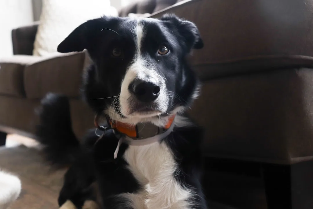 Smart pet health dashboard displayed on phone beside sleeping dog