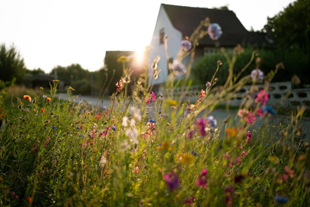 The Pollinator Lawn Takeover: Why Americans Are Finally Ditching Grass