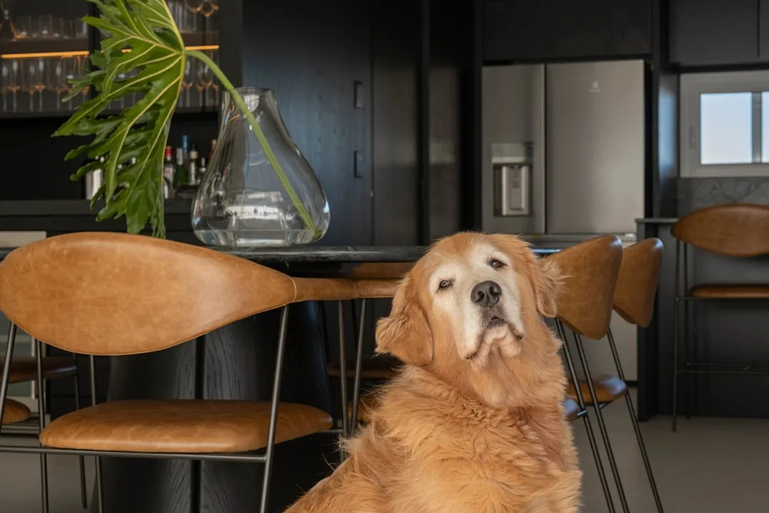 Designer Pet Furniture Has Stopped Looking Like Pet Furniture