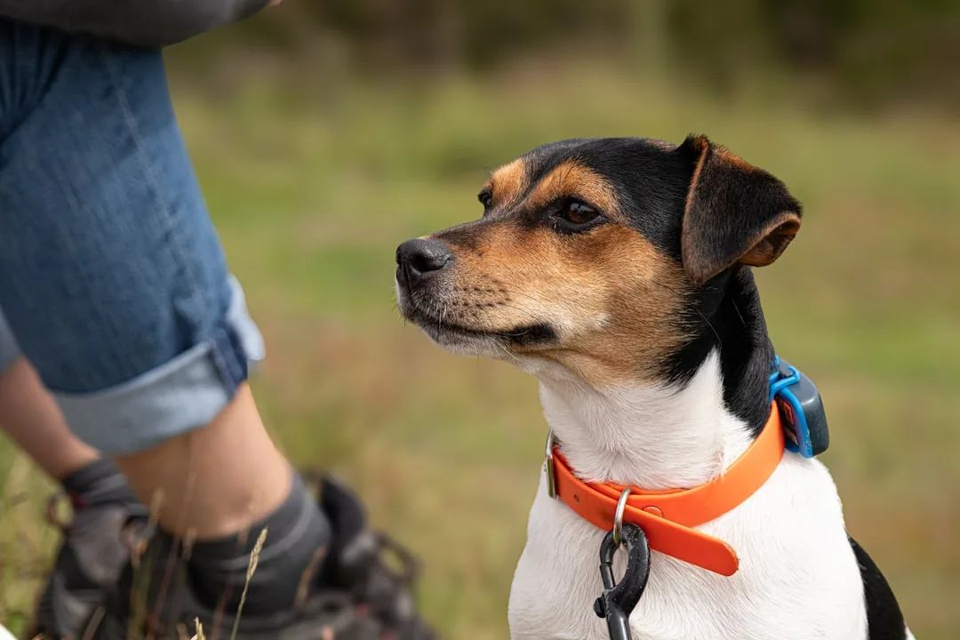 Close-up of Whistle Go Explore pet GPS collar showing screen interface