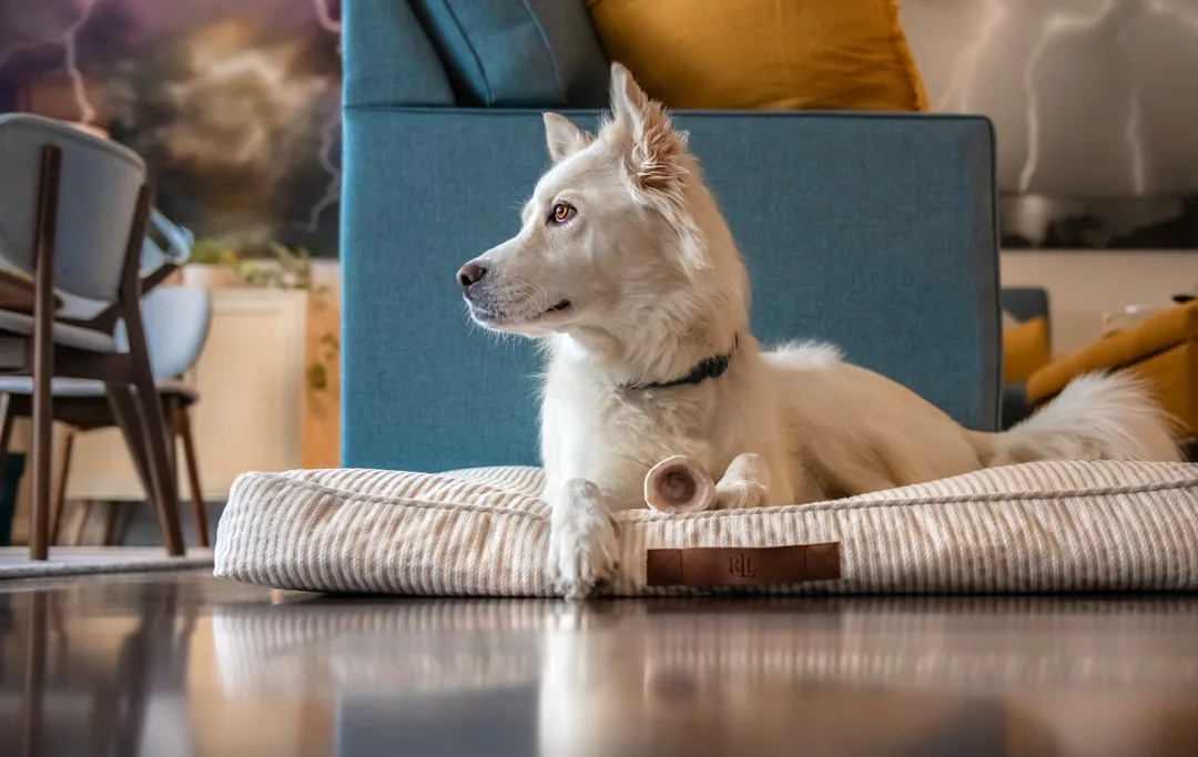 Orthopedic pet bed with memory foam supporting senior dog sleeping