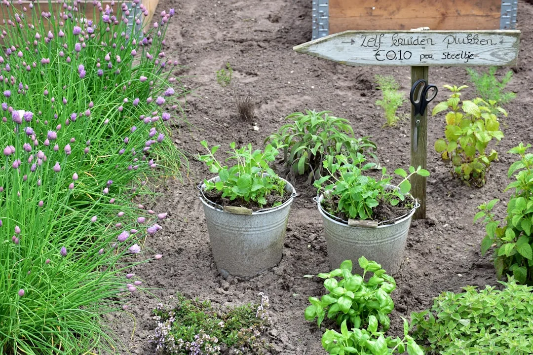 Modern outdoor kitchen garden with raised beds herbs vegetables