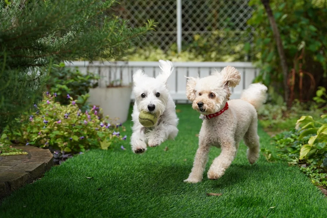 Contemporary outdoor dog run integrated seamlessly into residential landscape design 2026 detail 1