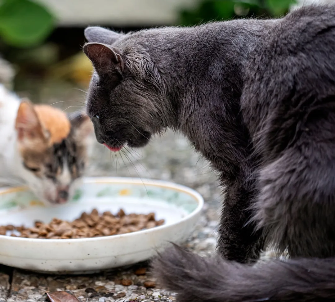 Comparison of probiotic powder and capsule supplement formats for pets