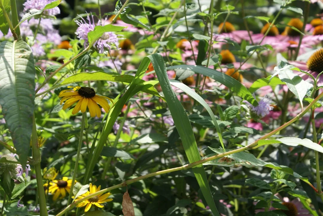 Layered native plant border design with autumn foliage and structural depth
