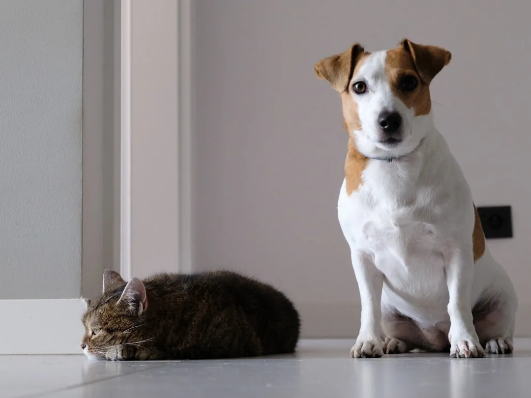 AI-powered pet door with facial recognition identifying cat entering home
