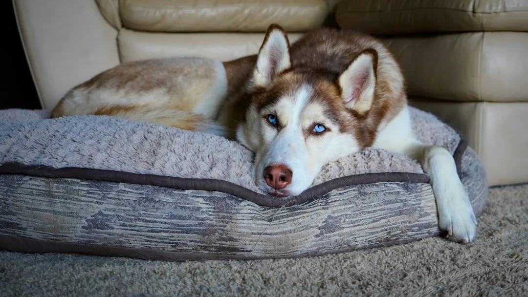 Orthopedic pet bed comparison memory foam gel cooling technology