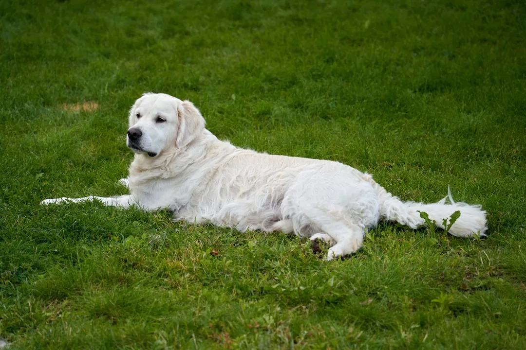 Pet Anxiety Supplements Transform Behavioral Health in 2026 — Why Calming Formulas Reshape Pet Care