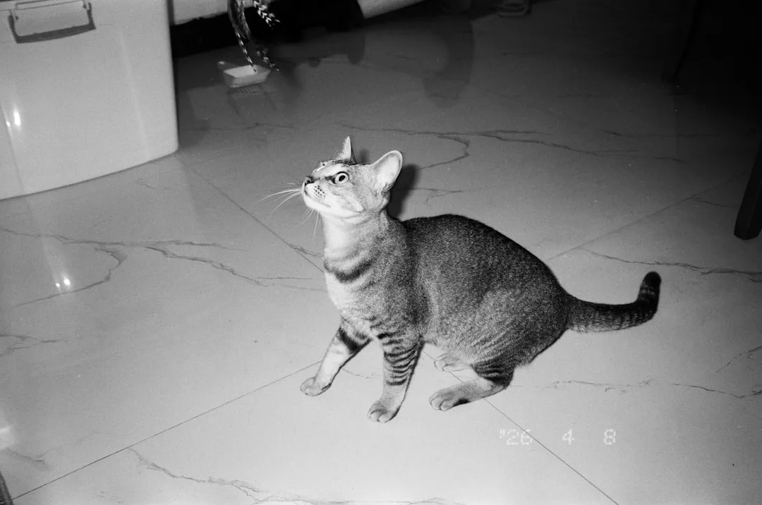 Smart pet camera with night vision showing real-time pet monitoring technology