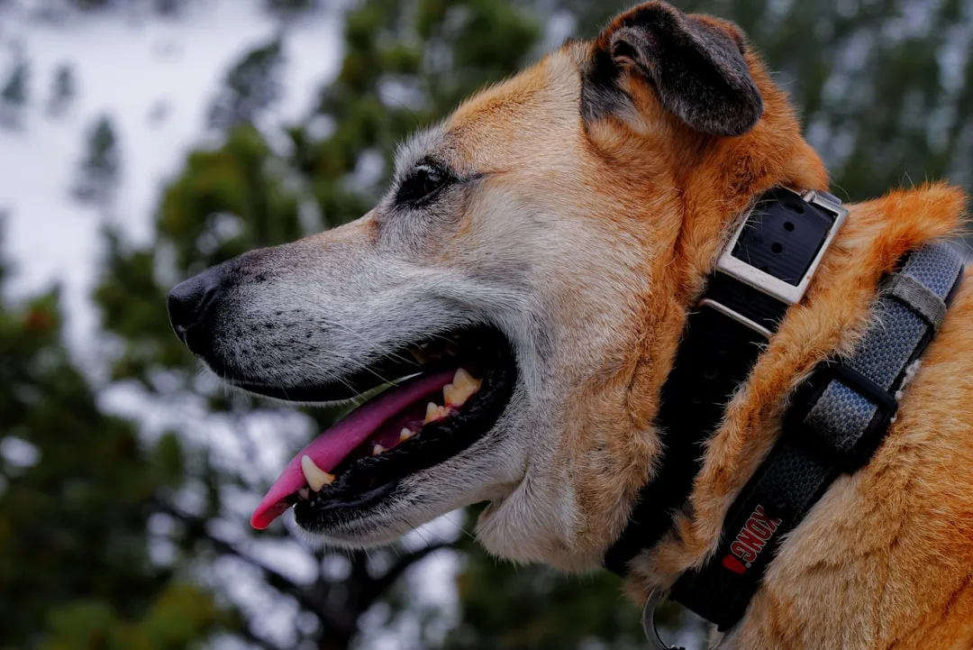 Pet health monitoring wearables transform preventative care in 2026