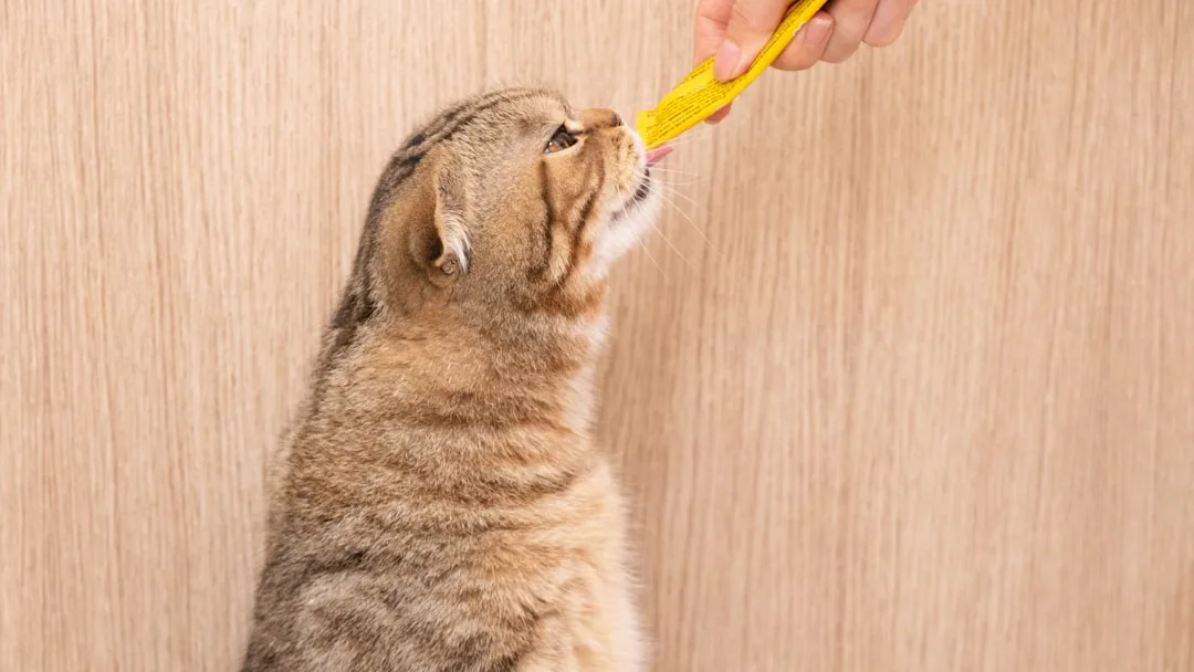 Electric pet toothbrush with enzymatic paste application