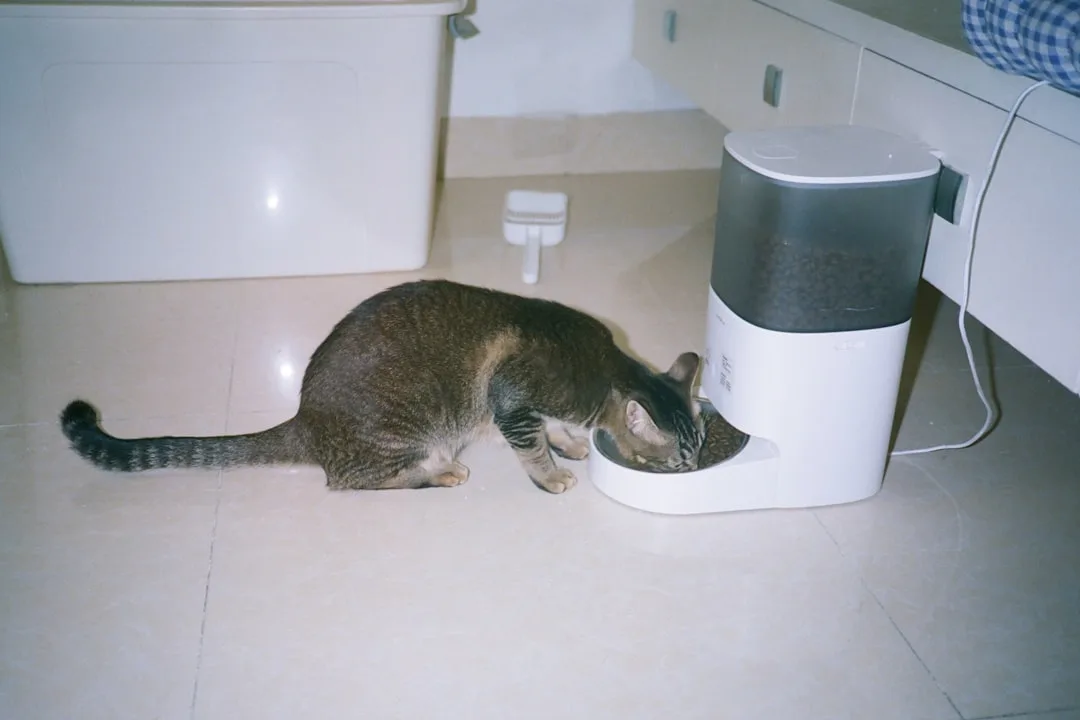 Closeup of smart pet feeder app interface showing portion sizes and feeding schedule