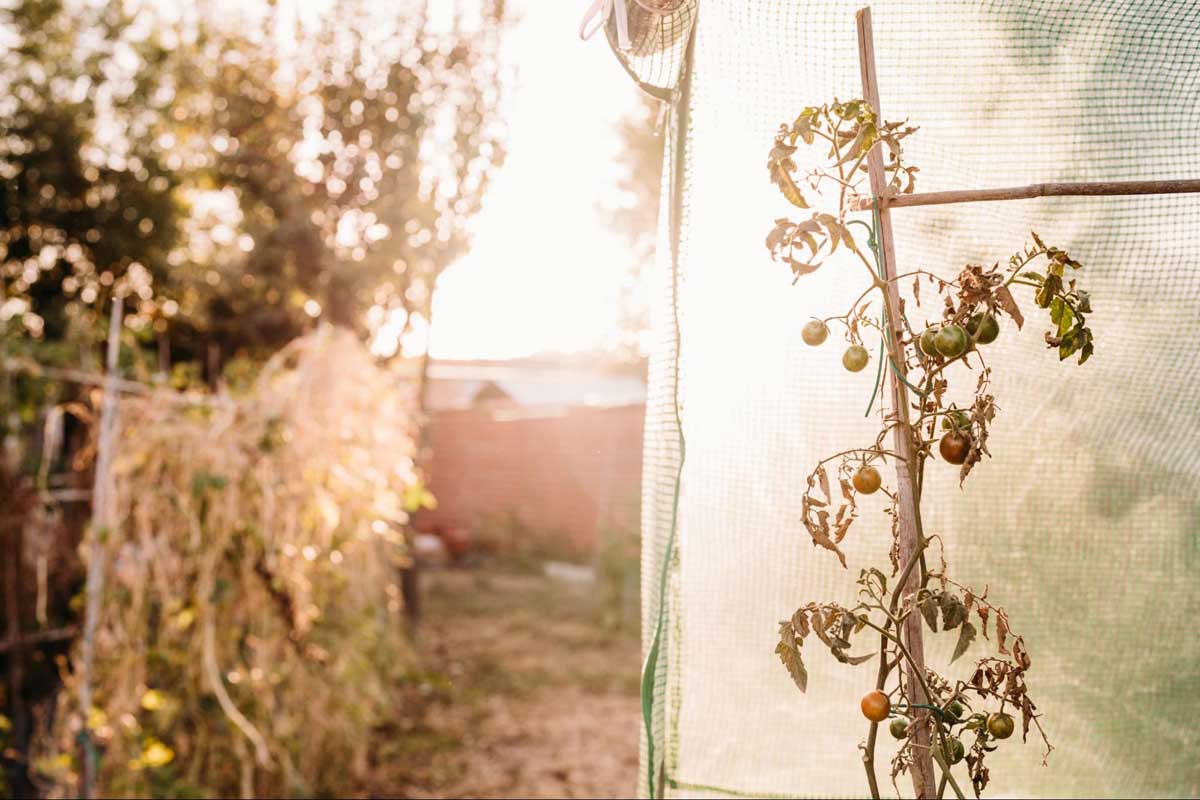 How to Beat the Heat in a Grow Tent