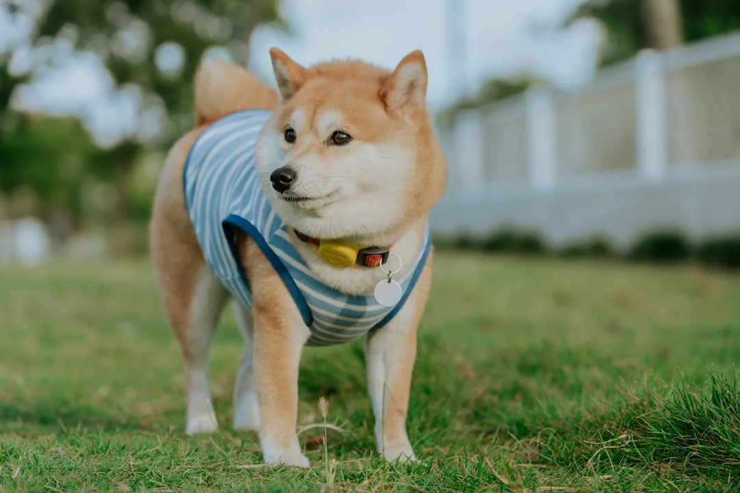Close-up of evaporative cooling technology inside pet cooling vest material