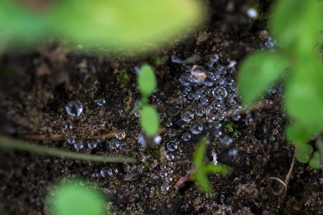 Hydrogel Soil Crystals Transform Garden Water Retention in 2026