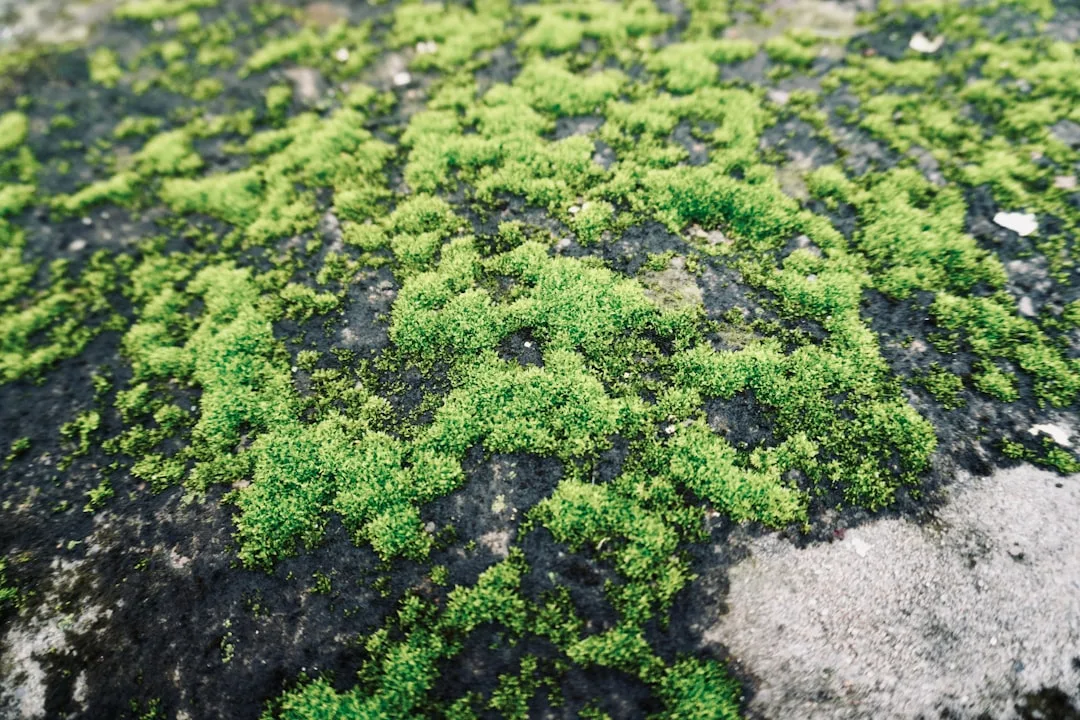 Living ground cover carpet of creeping thyme and moss replacing traditional lawn detail 4