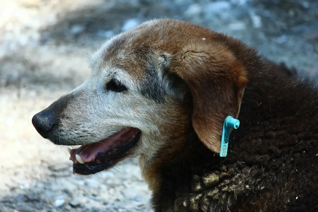 Veterinarian implanting microchip in dog ear during pet microchipping procedure 2026 detail 4