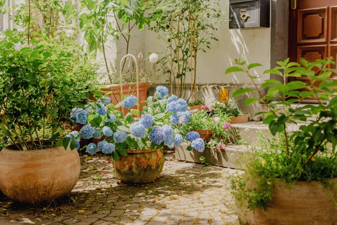 Large terracotta planters Mediterranean style arranged clustered grouping