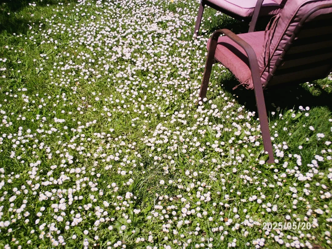 Outdoor Ground Cover Plants Reshape Patio Design Into Low-Maintenance Living Zones