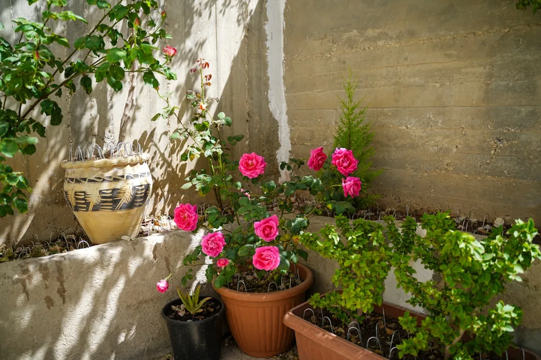 Mediterranean container gardens clustered on terracotta patio with olive and lavender pots detail 4