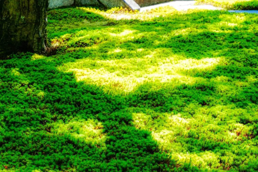 Vibrant moss garden design creating living carpet under shade trees detail 2