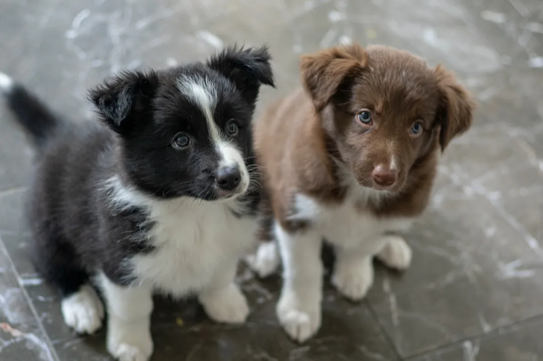 Professional trainer leading pet socialization group class with multiple dogs detail 3