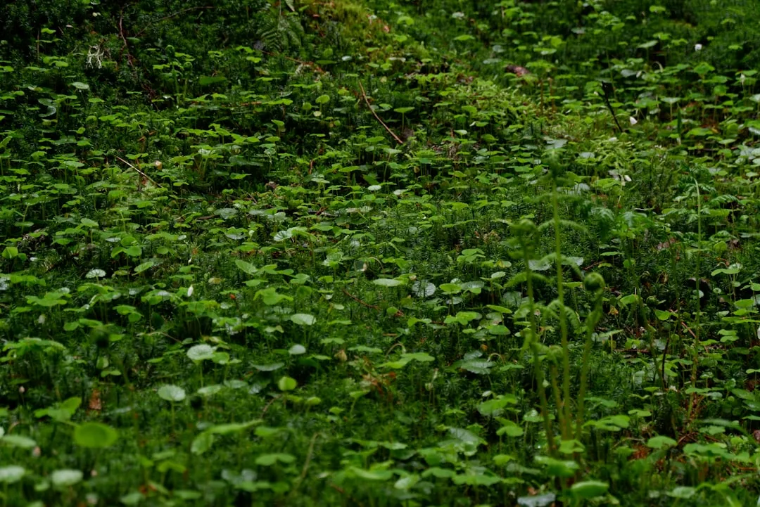 Vibrant moss garden design creating living carpet under shade trees detail 4