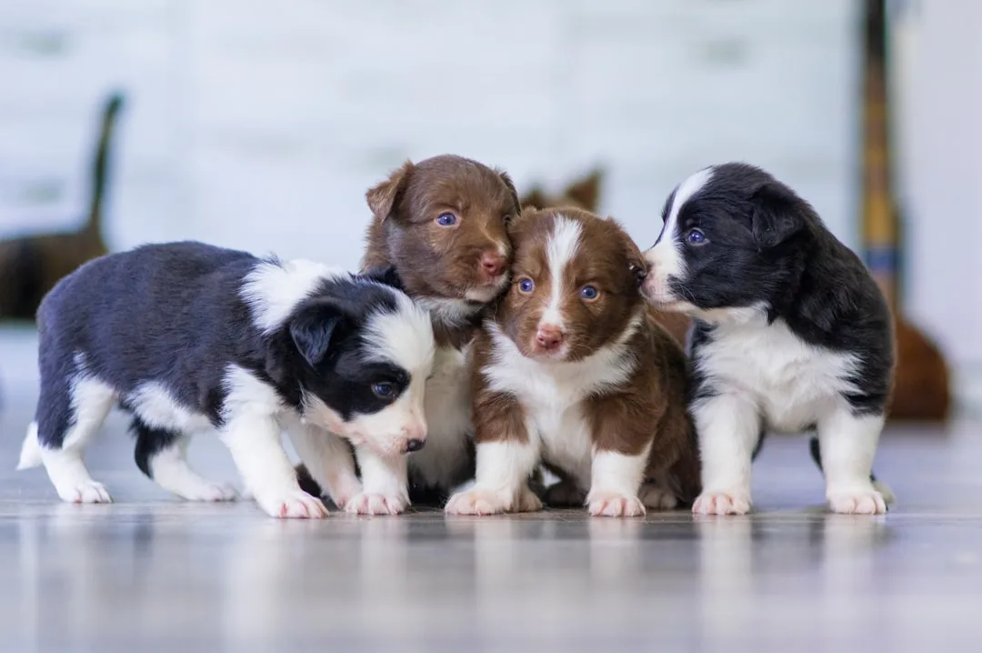 Professional trainer leading pet socialization group class with multiple dogs detail 1