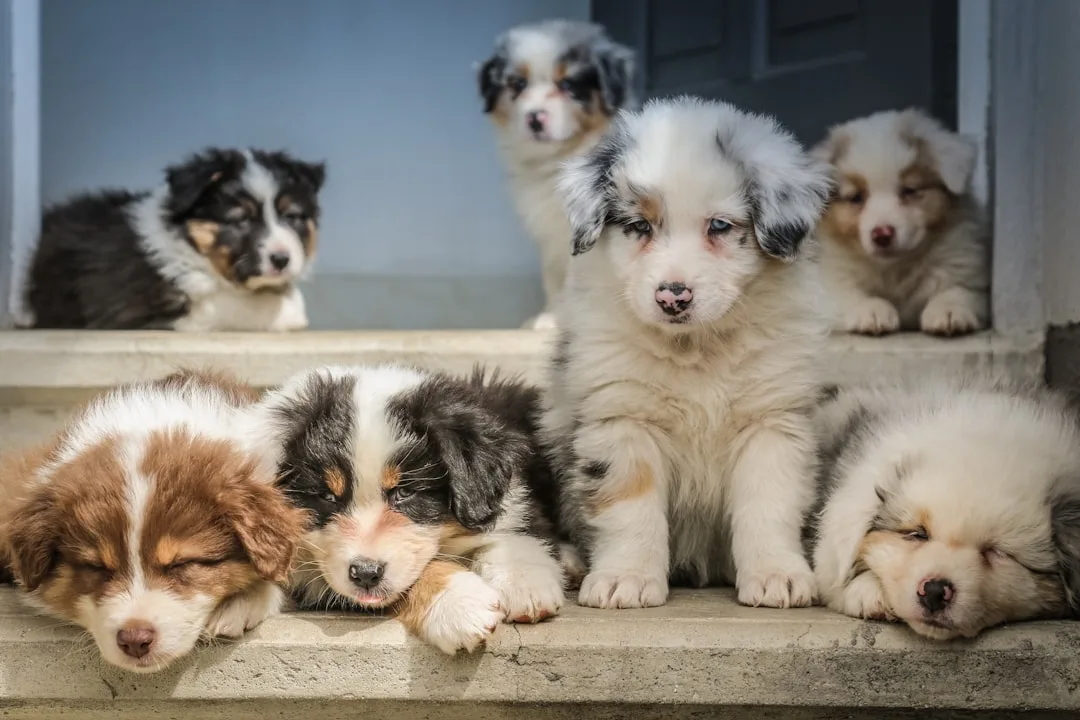 Professional trainer leading pet socialization group class with multiple dogs detail 2