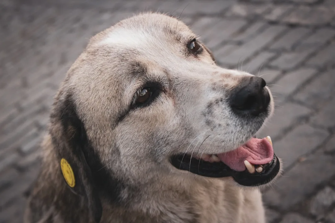 Veterinarian implanting microchip in dog ear during pet microchipping procedure 2026 detail 3