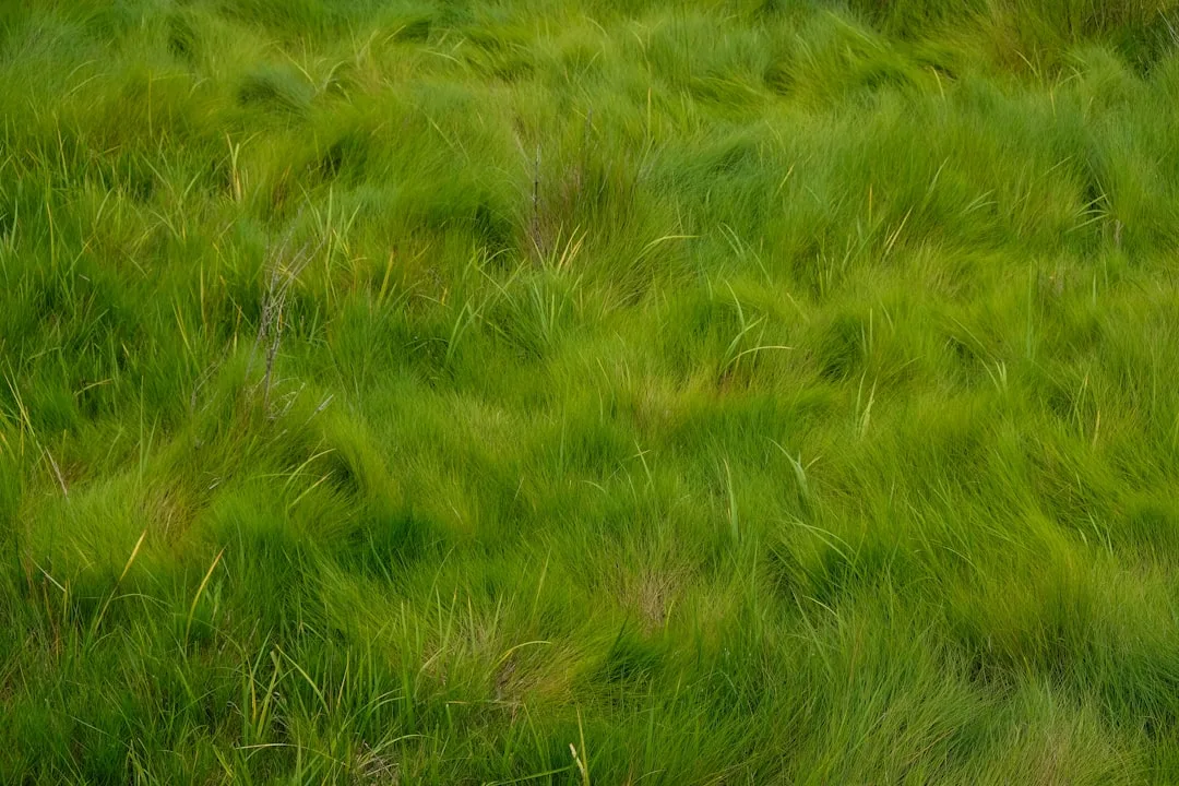 Tall clumping ornamental grass species in xeriscape border