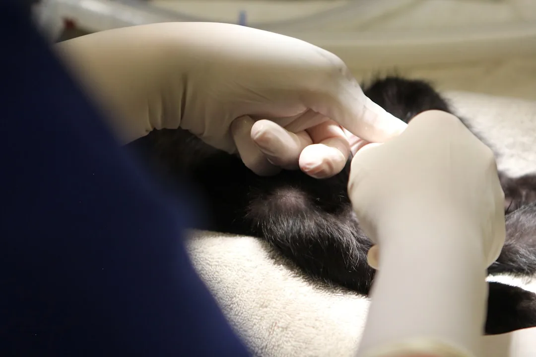 Veterinarian implanting microchip in dog ear during pet microchipping procedure 2026
