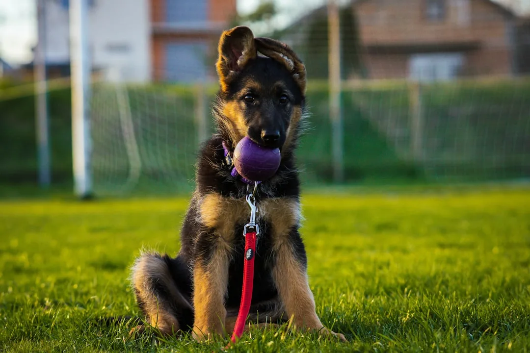 Professional trainer leading pet socialization group class with multiple dogs detail 4