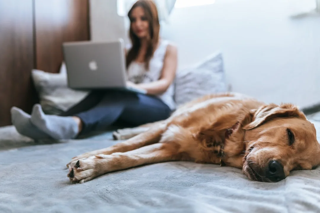 Pet owner video calling veterinarian on smartphone for pet telehealth consultation
