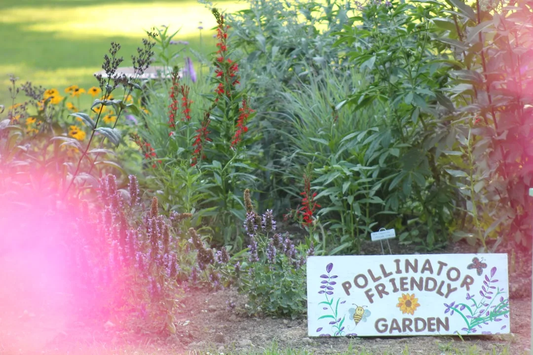 Pollinator garden design with native wildflowers attracting monarch butterflies and bees detail 4