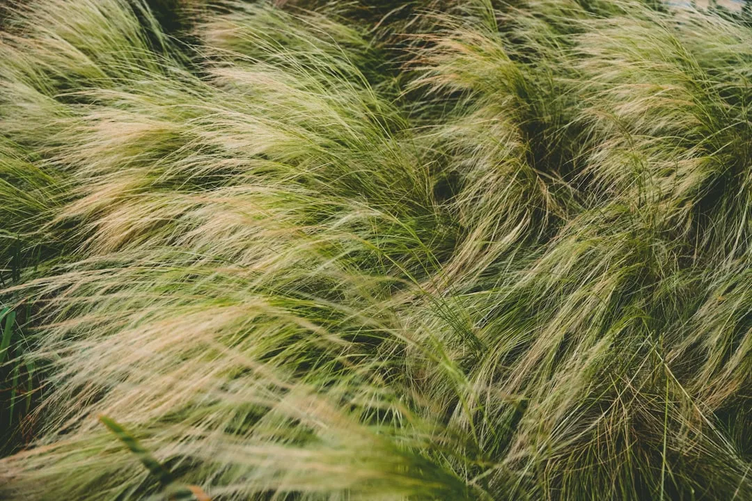Blue fescue and feather reed grass specimen planting