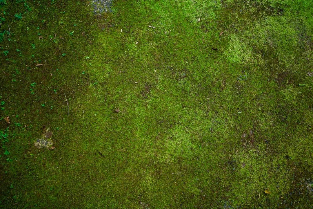 Vibrant moss garden design creating living carpet under shade trees