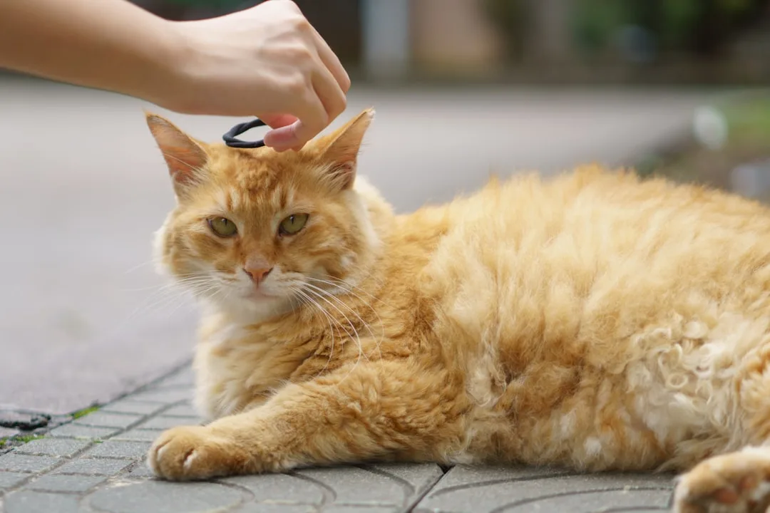 Close-up of microchip scanner detecting pet identification number data