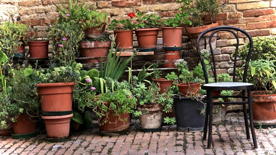 Terracotta pot arrangement Mediterranean herbs rosemary lavender olive trees