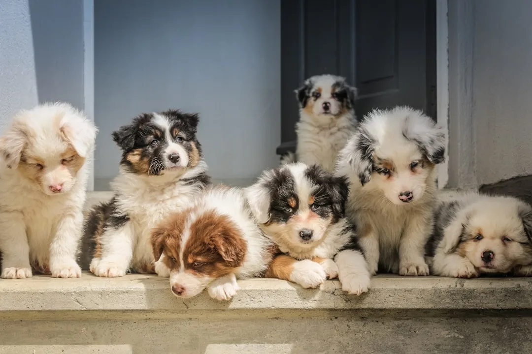Professional trainer leading pet socialization group class with multiple dogs