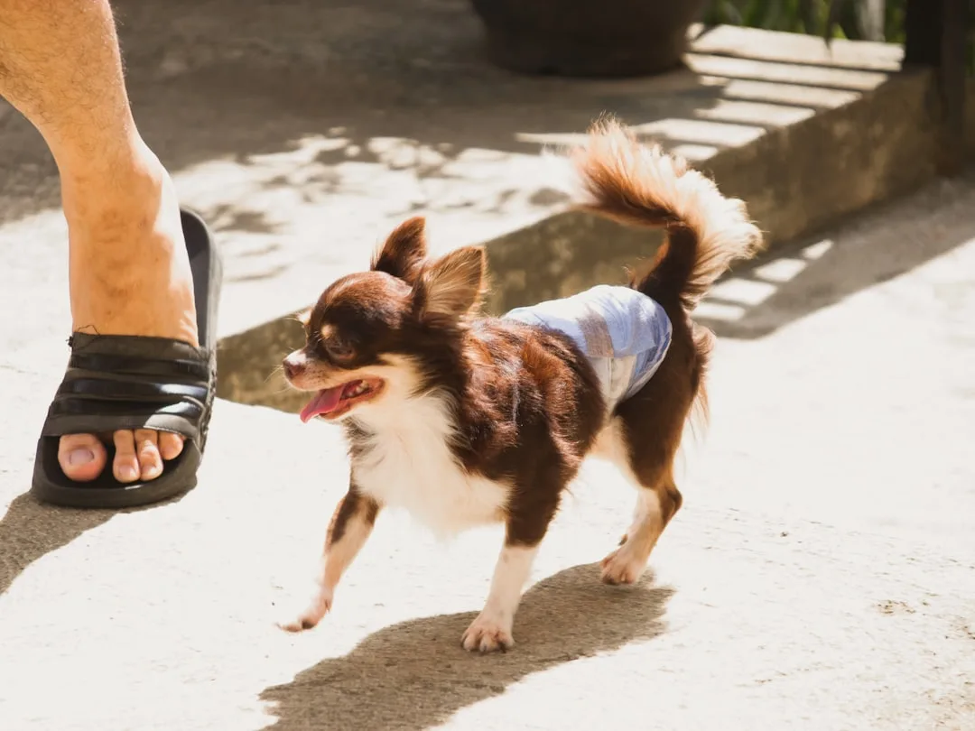 Pet owner adjusting cooling vest fit on athletic dog during outdoor run
