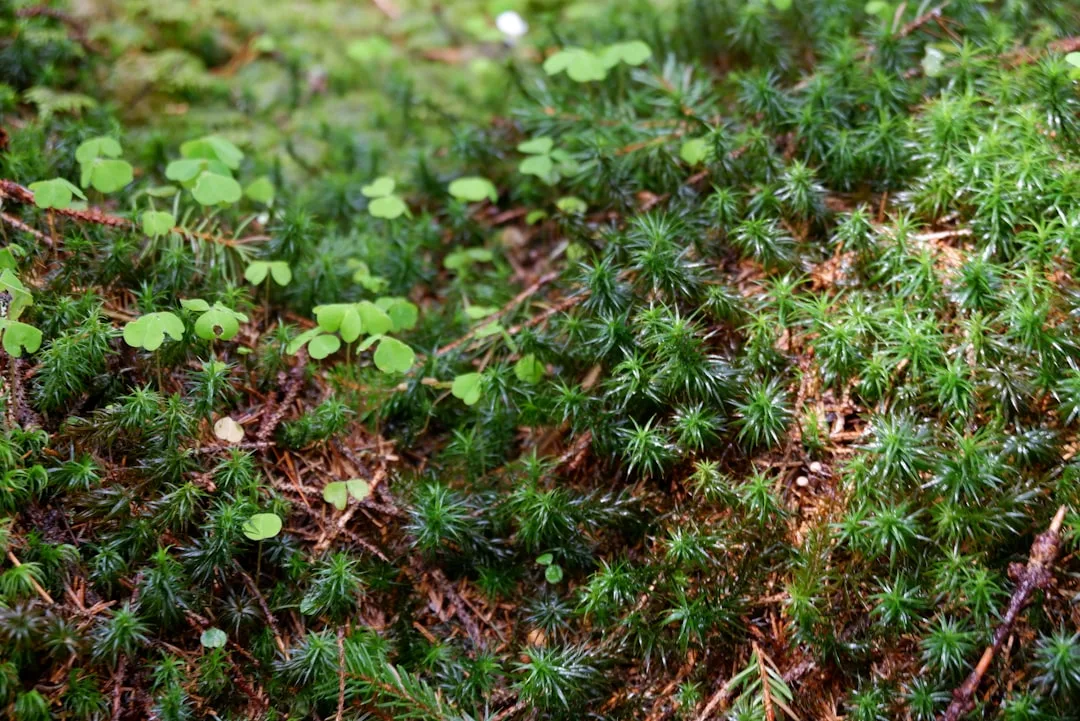 Close-up of native creeping phlox ground cover system with flowering purple blooms