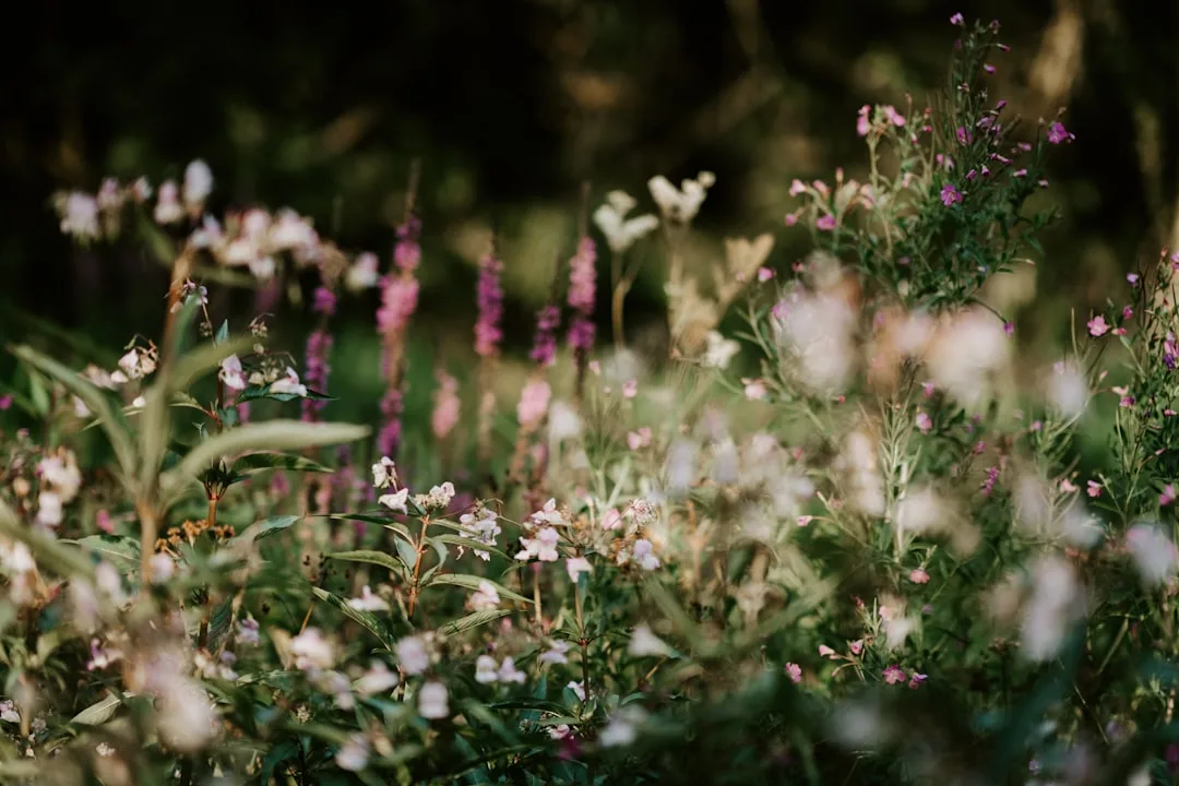 Close-up of native purple coneflower and black-eyed Susan blooms in garden bed