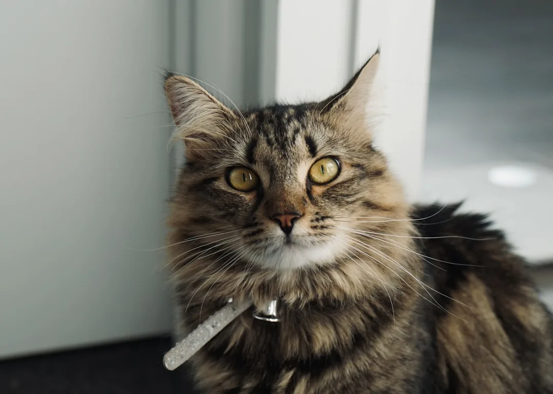 Pet owner reviewing microchip registration details on veterinary tablet screen